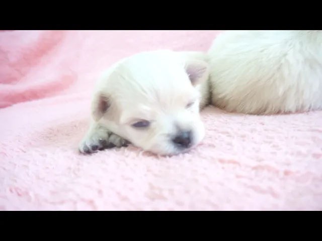 動画