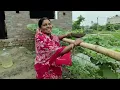 Download Lagu সিমা মাছ দেখে কিভাবে ছুটছে দেখুন । বাগান থেকে কুলেখাড়া, লাউ পাতা, তুলে বড়া। ডিমের ওমলেট আলু তরকারি