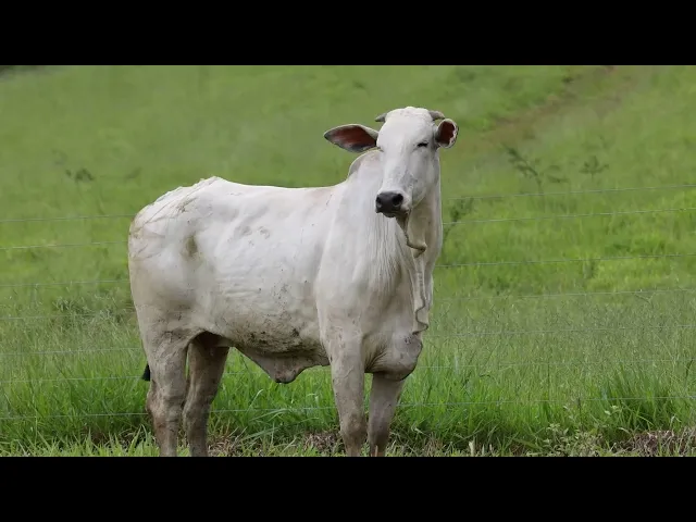 Matriz Nelore ACSM - 129 MAMBUCABA DA TABATINGA