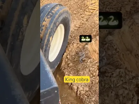 King cobra 🐍