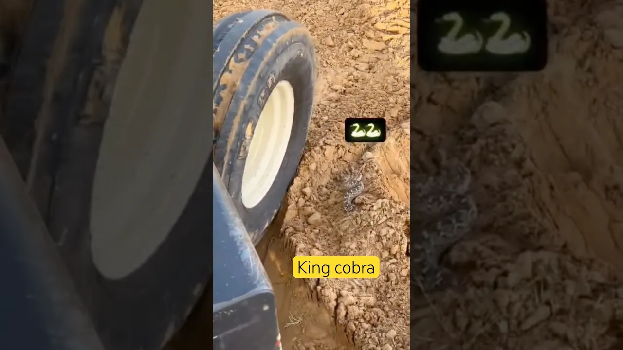 King cobra π