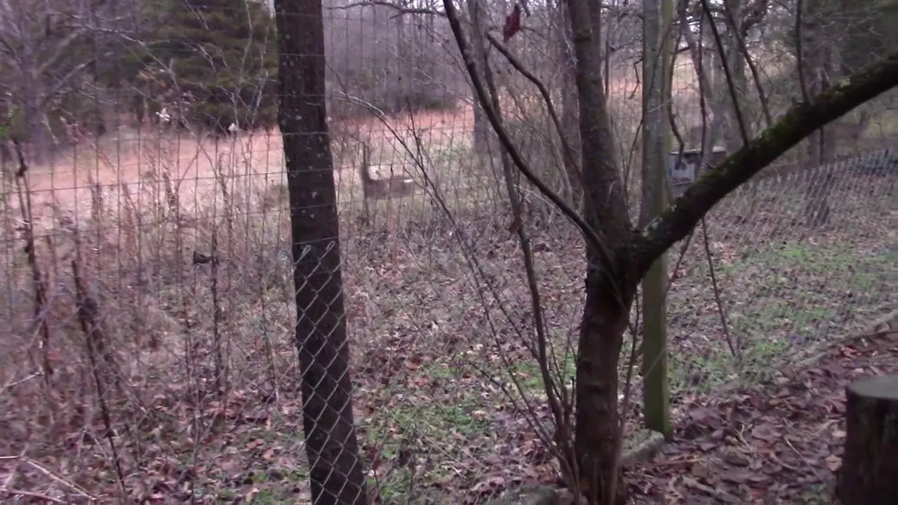 Forest Babies UwU