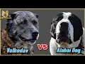 Lagu Caucasian Volkodav vs Alabai : Who is The Strongest Dog ?