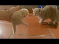 Lagu The father cat panicked and ran away when he heard the kitten's cry.