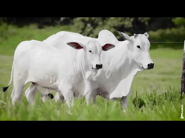 Matriz Nelore AFOM - 3486