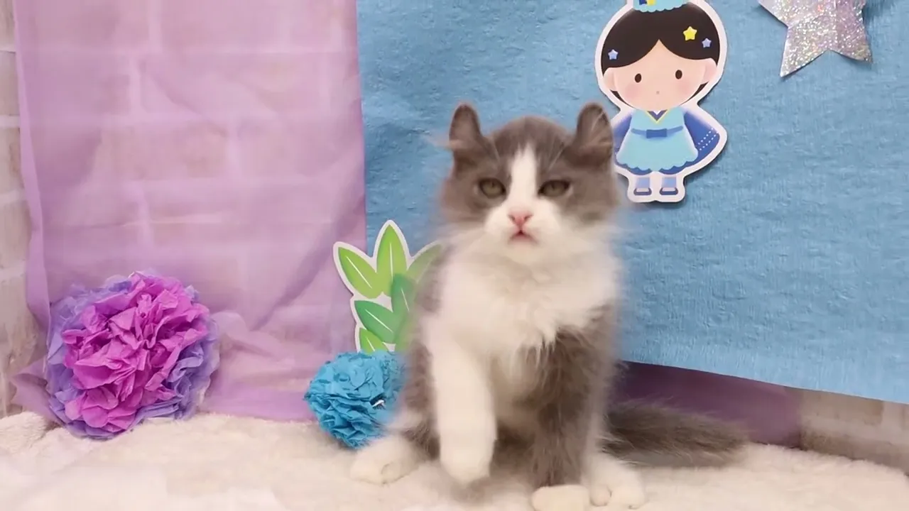 動画