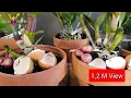 Download Lagu GEBRUIK DEZE MANIER OM MEER ORCHIDEE PLEKKEN EN GEZONDERE WORTELS TE KWEKEN.