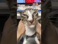 The Ultimate Cat Massage Bliss