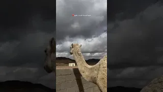 شوف السماء تلبدت بغيوم تصميم شيلات مطر غيم اكسبلور Explore 