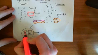 Colorectal Cancer - The Vogelstein Model Part 7