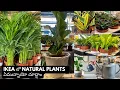 Natural plants in ikea ikea plants natural plants in Ikea Hyderabad by walkinthrough