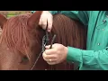 How to Properly Tie a Rope Halter Ken McNabb
