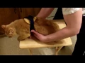 Buttered Cat Paradox
