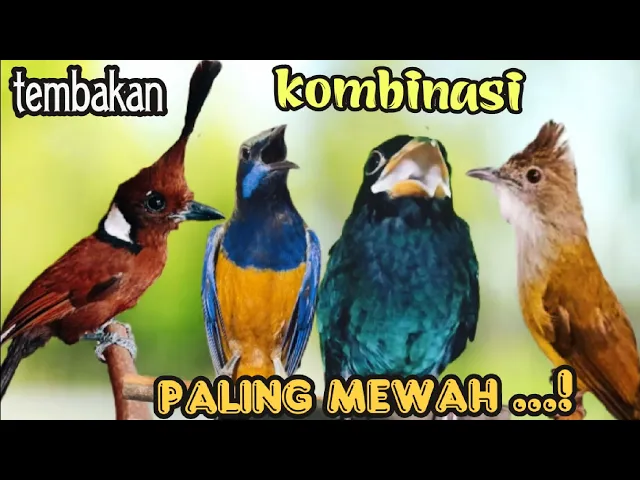 Download MP3 TEMBAKAN  KOMBINASI PALING  MEWAH || cililin - cungkok - jenggot - tengkek buto