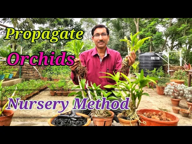 PROPAGATE YOUR ORCHIDS INTO HUNDREDS