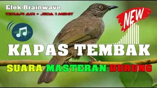 Download Download Suara Mp3 Masteran Burung Kapas Tembak Jeda 1 Menit MP3