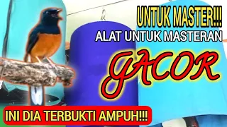 burung masteran jadi gacor memakai alat ini 24 jam nonstop murai lebih jadi gacor 