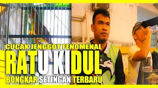 Download CUCAK JENGGOT FENOMENAL RATU KIDUL ! BONGKAR SETINGAN TERBARU, PENTING BAGI PEMAIN JENGGOT !!! MP3