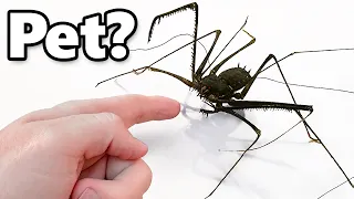 I Got a Pet Alien kinda