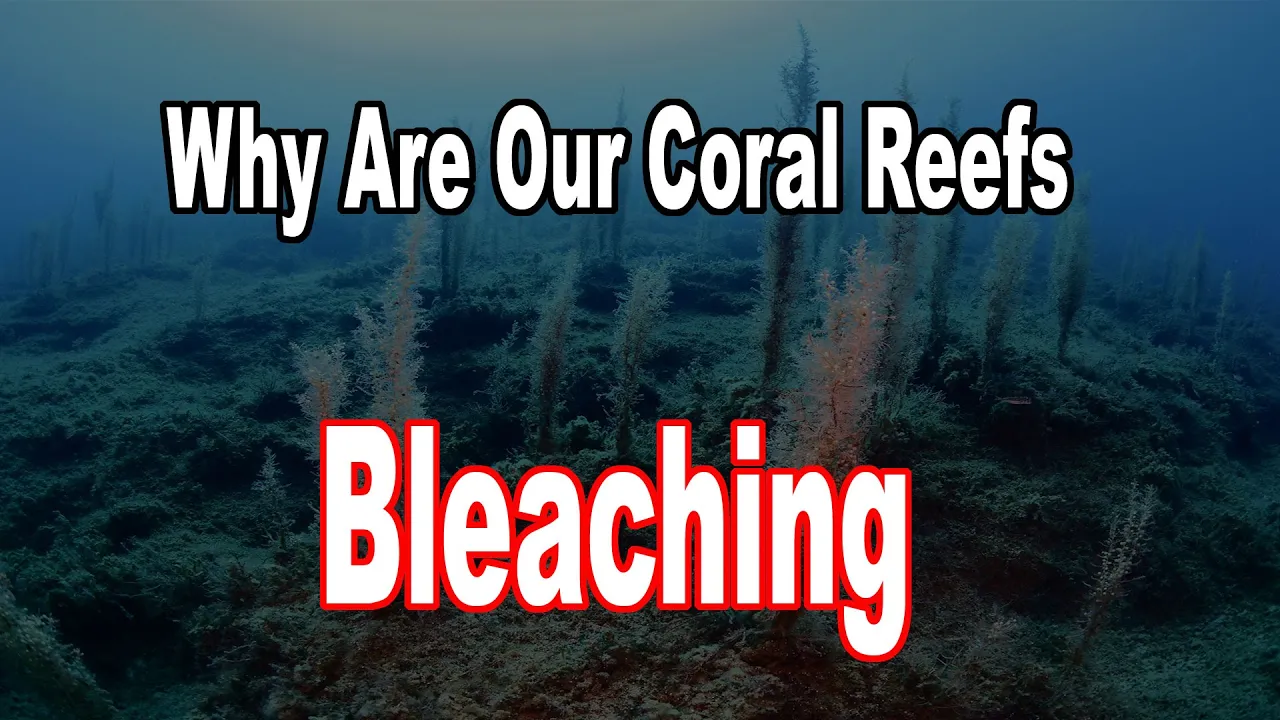 What Is Ocean Acidification And Why Are Our Coral Reefs Bleaching? by Judith Weis