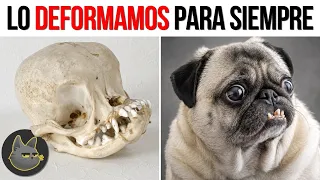 ¿Por Qué Los Pugs No Deberían Existir?