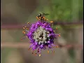 Generalist vs Specialist Pollination Systems in the Genus Dalea by Justin Zweck
