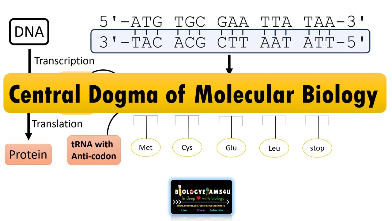 Central Dogma of Molecular Biology with Example Sequence || DNA to RNA to PROTEIN