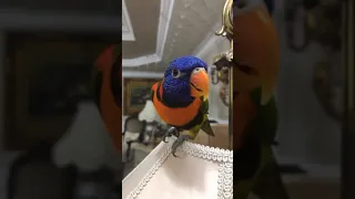 ببغاء اللوري يتكلم السلام عليكم Lory Parrot 