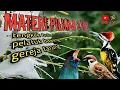 Download Lagu MASTERAN MATERI ISTIMEWA tengkek buto-pelatuk bawang-gerejatarung