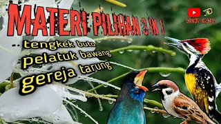 masteran materi istimewa tengkek buto pelatuk bawang gerejatarung