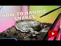 How to Handel Snakes Blood Python Handling and Care