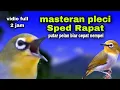 Download Lagu Masteran Pleci Malam Hari Biar Gacor Di Pagi Hari