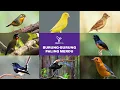 Download Lagu Suara Burung Paling Merdu di Dunia | Adakah Burung Anda di Daftarnya?
