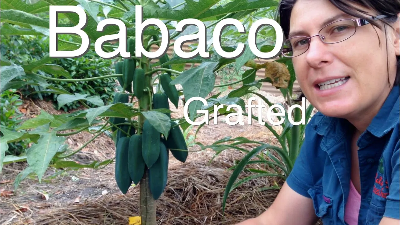 Mango seed Germination - Easily grow Mango Tree from Seed - with Time Lapse and Result. 