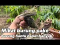 Download Lagu Mikat burung pake burung hantu ga di sangka sangka dapet banyak #kicaumania