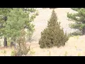 What to know about USFS Christmas Tree Permits