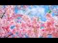 Relaxing Music That Heals Stress, Anxiety, and Depression Heals #19