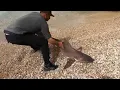Download Lagu A sand shark released from a fisherman's hook