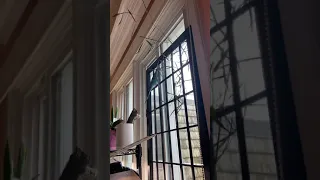 Карлуша Антошка пойдём копать картошку 