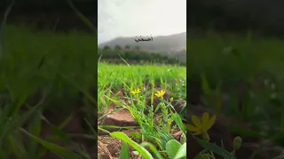 ادخلوا الجنة لا خوف عليكم     سعد الغامدي تلاوة طيبة    اكسبلور  المصحف  قرآن  مكة  المدينة المنورة دندنها