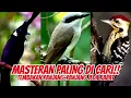 Download Lagu SPESIALIS TEMBAKAN KASAR ‼️ KOMBINASI MASTERAN TERBAIK (CILILIN, JINJING PETULAK, PELATUK SAMPIT)