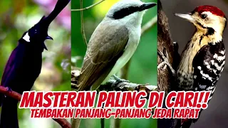 spesialis tembakan kasar kombinasi masteran terbaik cililin jinjing petulak pelatuk sampit 