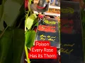 Download Lagu Every Rose Has its Thorn - Poison (1988) #poison #80s #throwback #fridayvibes