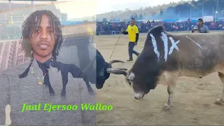 Walaloo Jaal Ejersoo Walloo Gurran 6 2024 Maalif Waal Dhiibna 