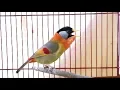 Download Lagu Kicauan Keras Burung Pancawarna Gacor