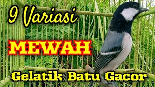 Download Gelatik batu gacor dengan 9 variasi mewah + istimewah MP3