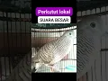 Download Lagu Perkutut lokal suara besar, gede - perkutut dpr ri 3122