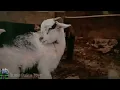 Download Lagu Bayi hewan, efek suara domba, suara kambing lucu, video hewan lucu