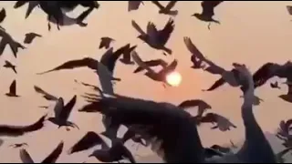 أجمل مشهد  للنوارس و البحر على نغمة هادئة  متداول دندنها