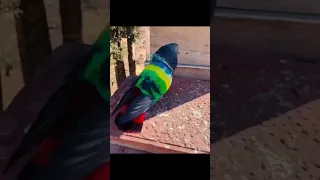 تهجين طيور الحمام وعلم الجينات حمام 805loft Pigeons  تهجين طيور الحمام وعلم الجينات حمام 805loft Pigeons